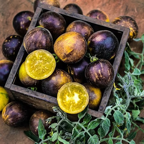 Wooly Kate Yellow Tomato