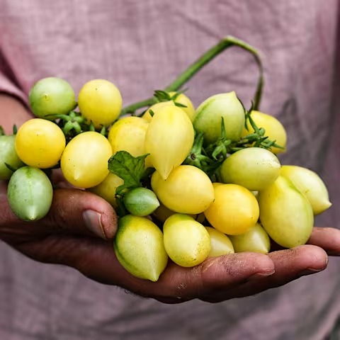 Barry's Crazy Cherry Tomato