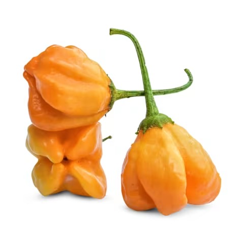Aji Mango Pepper Hot Pepper