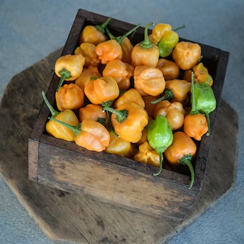Aji Mango Pepper Hot Pepper