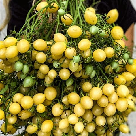 Barry's Crazy Cherry Tomato