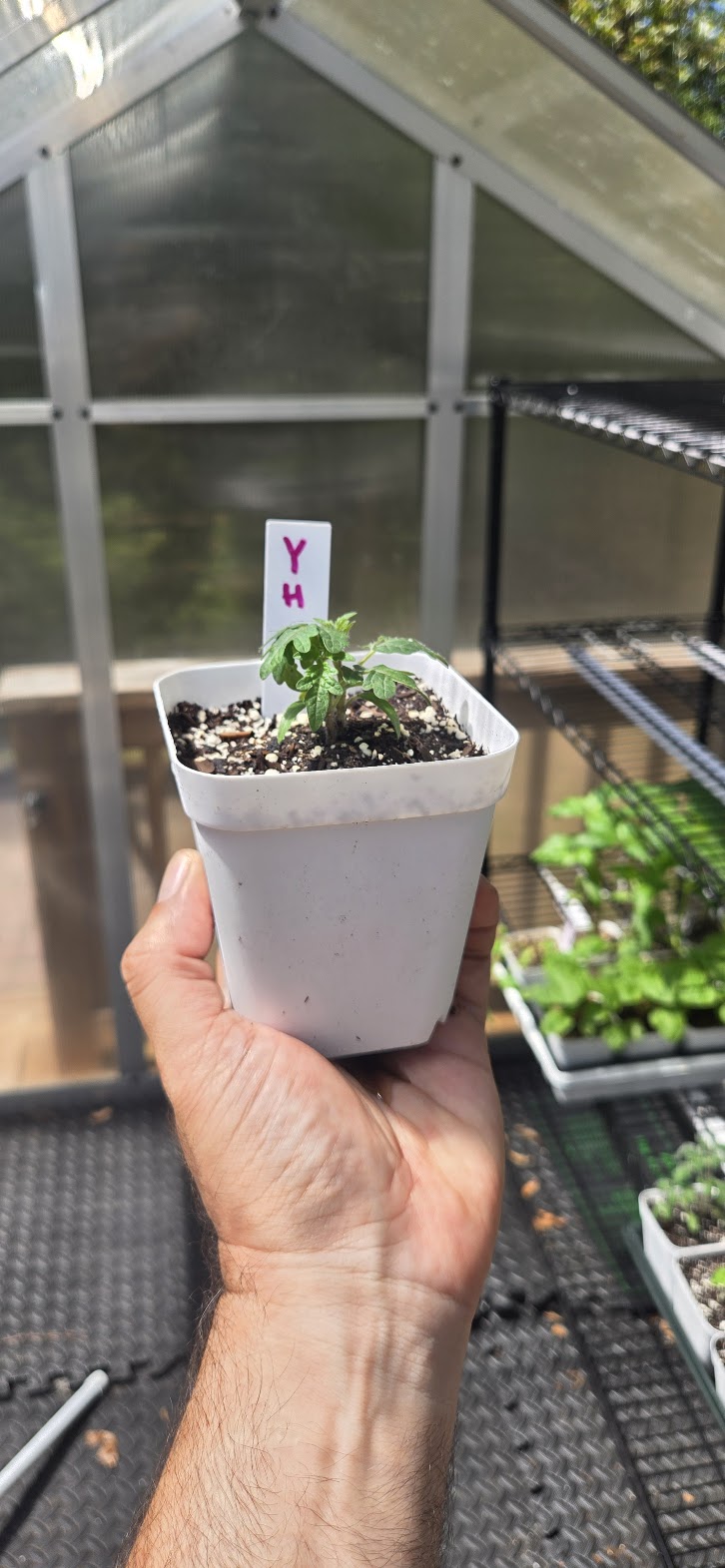 Gourmandise Yellow Tomato