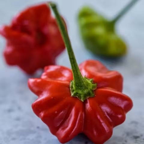 Brazilian Starfish Hot Pepper