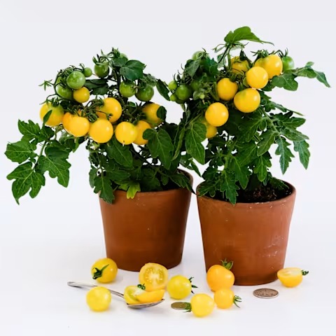 Gourmandise Yellow Tomato