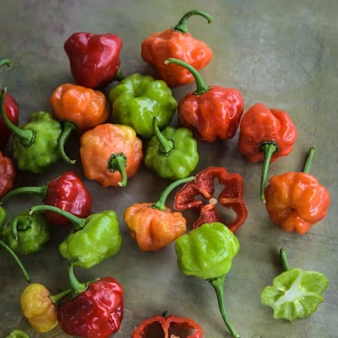Sweet Bonnet Sweet Pepper