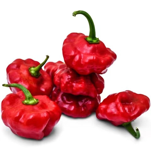 Sweet Bonnet Sweet Pepper