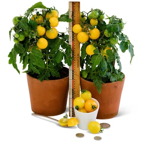 Gourmandise Yellow Tomato