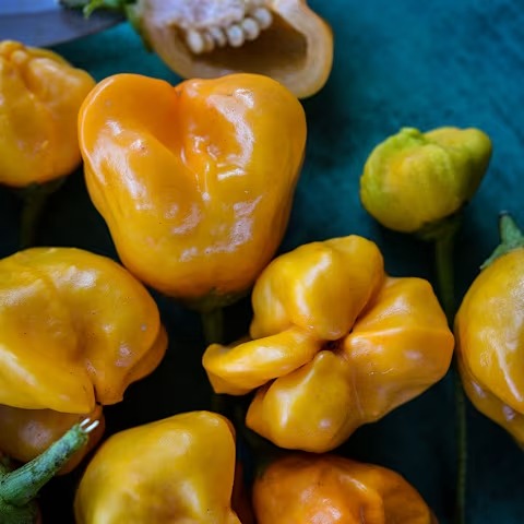 Aji Mango Pepper Hot Pepper