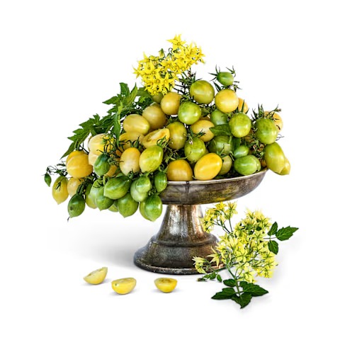 Barry's Crazy Cherry Tomato