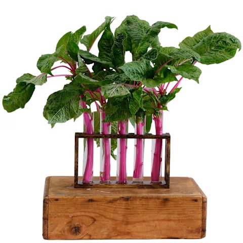 Pink Beauty Amaranth