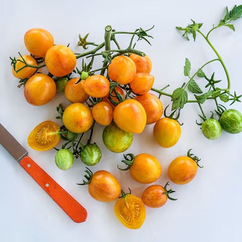 Sunrise Bumble Bee Tomato