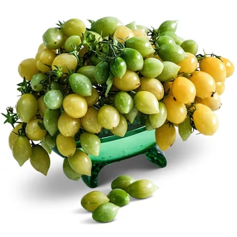 Barry's Crazy Cherry Tomato