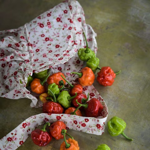 Sweet Bonnet Sweet Pepper