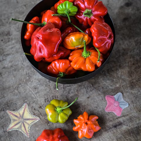 Brazilian Starfish Hot Pepper