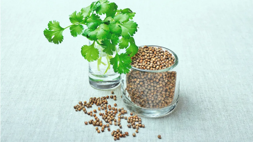 GREEN CORIANDER