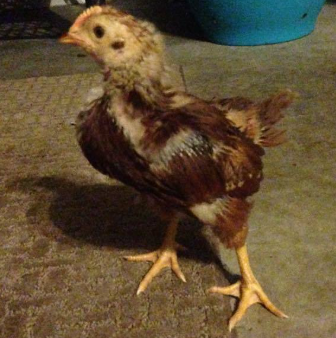 Rhode Island Red {RIR} chicks