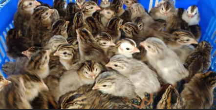 Guinea Fowl {titir} |Day old| |month old| |Adult|