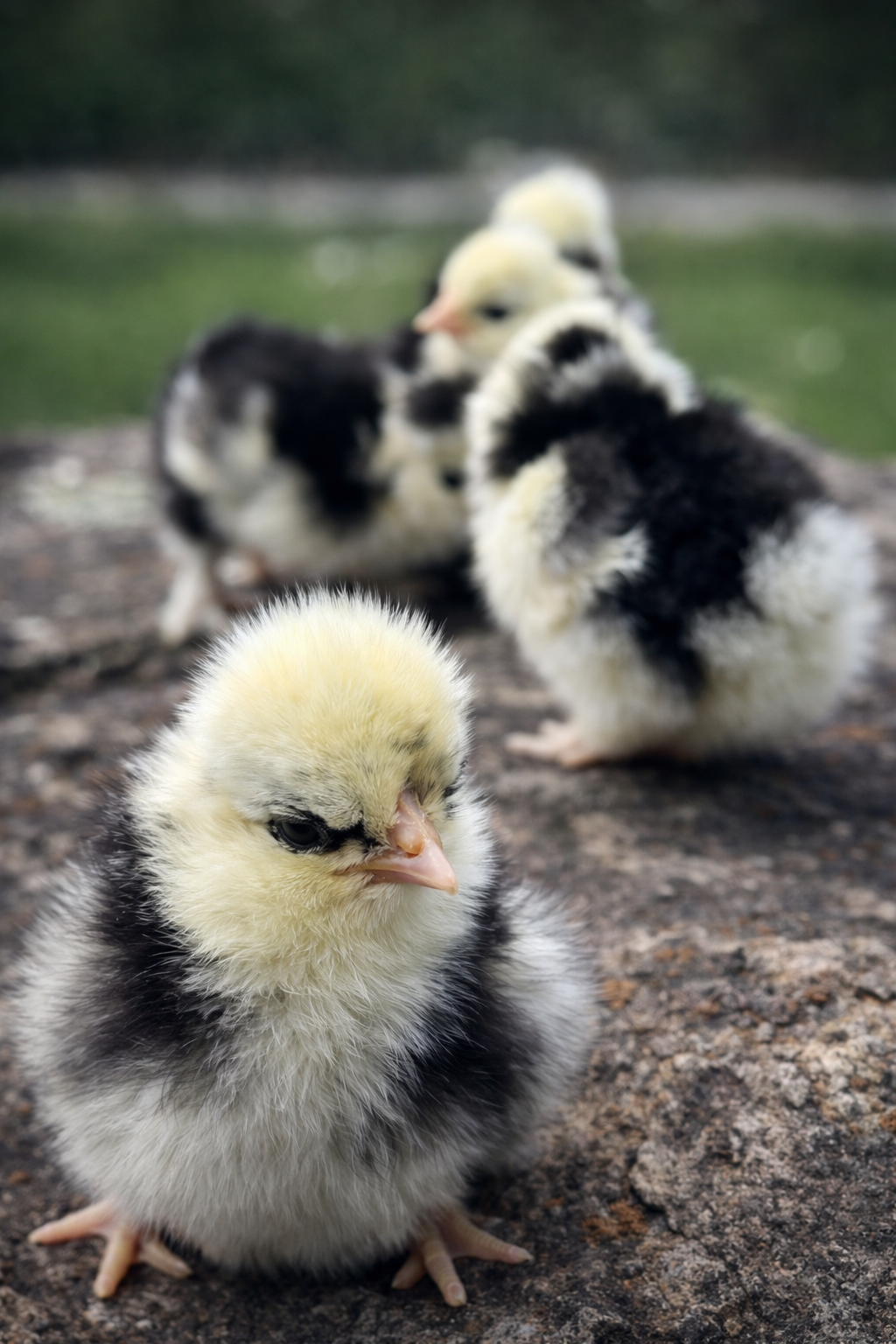 Silkie chicks