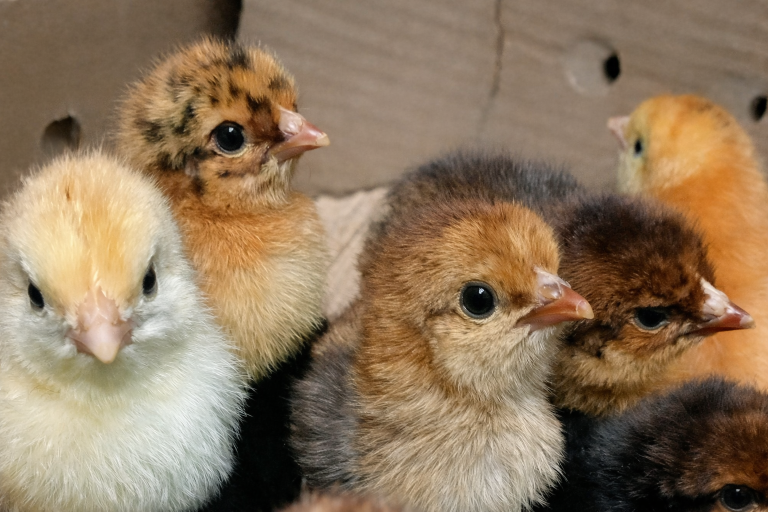 Original Sonali chicken