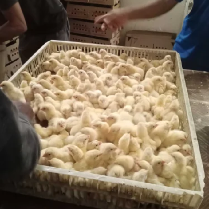 broiler chicks