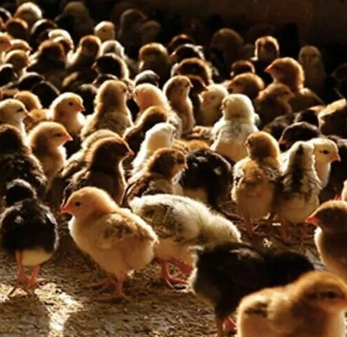 multicolor pure desi murgi