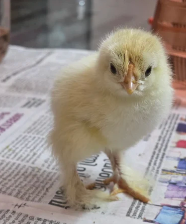 Brahma Chicks