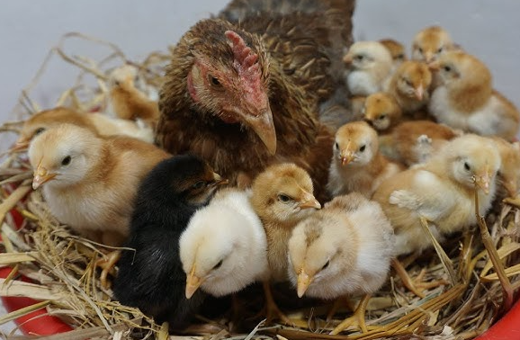 multicolor pure desi murgi