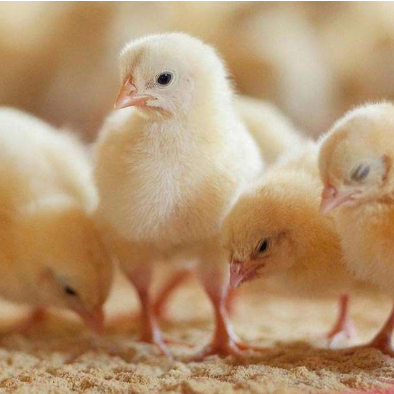 broiler chicks