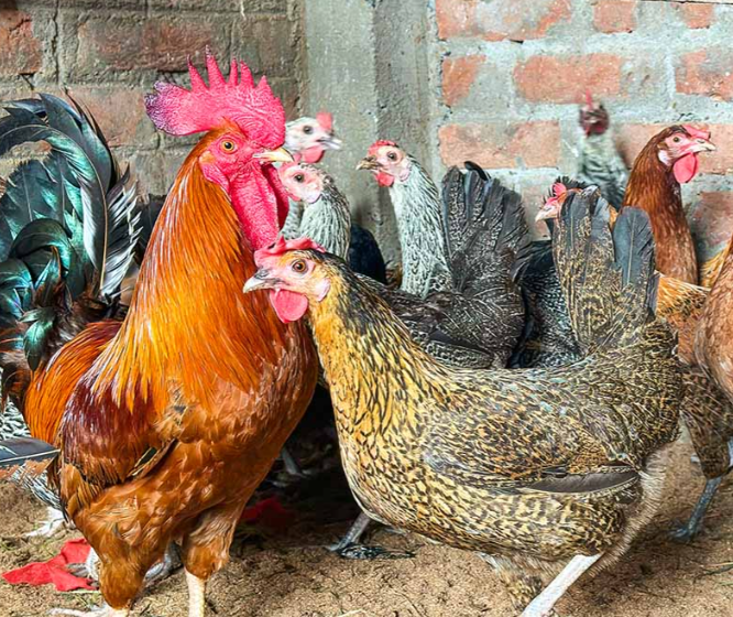 multicolor pure desi murgi