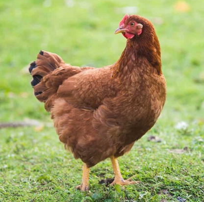 Rhode Island Red {RIR} chicks