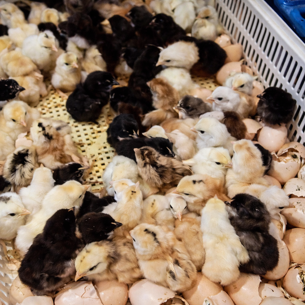 long tail aseel Day-Old Chicks