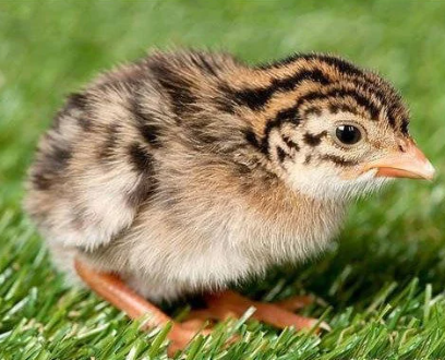 Guinea Fowl {titir} |Day old| |month old| |Adult|