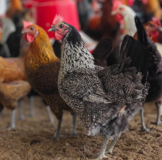 Original Sonali chicken