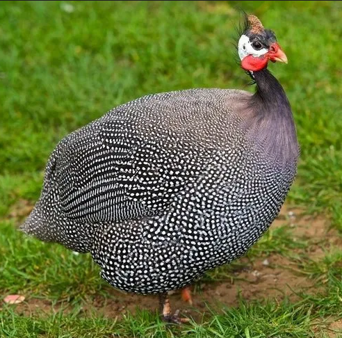 Guinea Fowl {titir} |Day old| |month old| |Adult|
