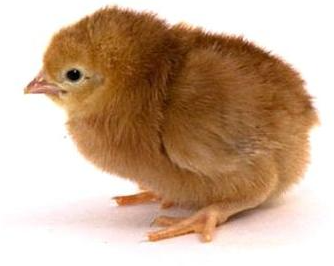 Rhode Island Red {RIR} chicks