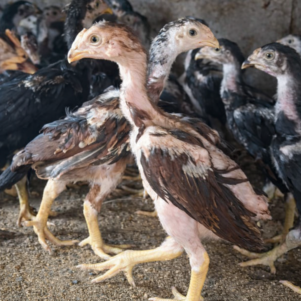 Aseel Roaster Fighter