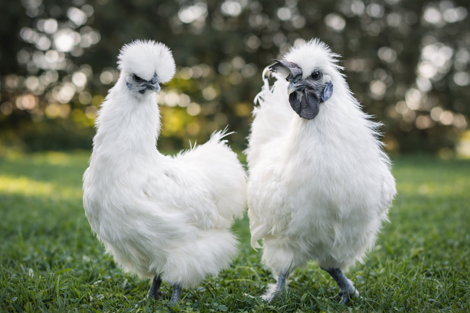 Silkie chicks