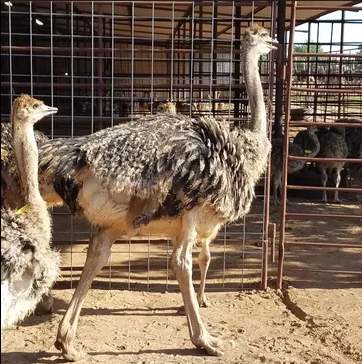 ostrich