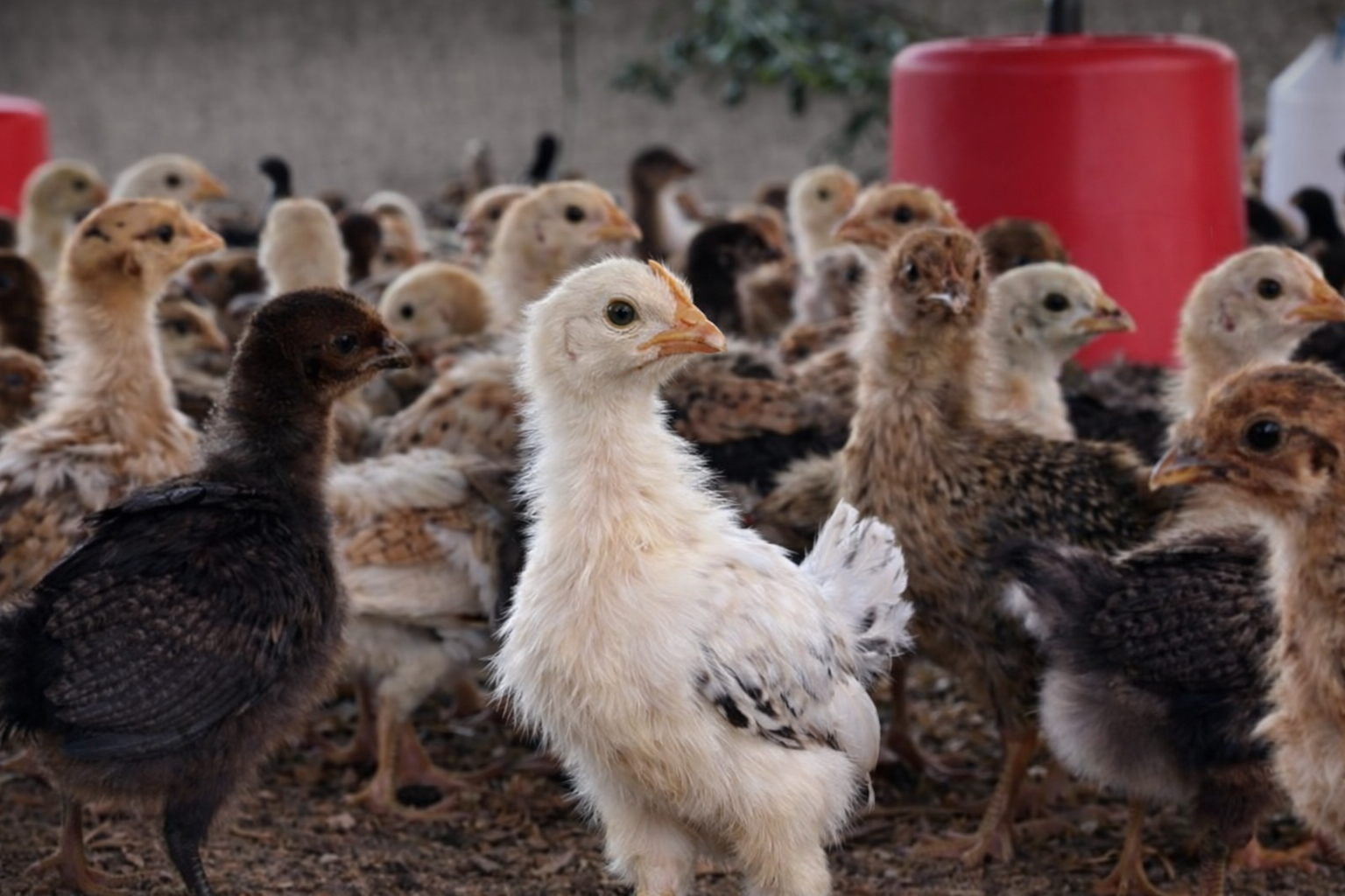 Original Sonali chicken