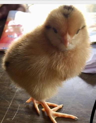 Original Sonali chicken