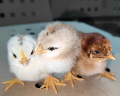 multicolor pure desi murgi