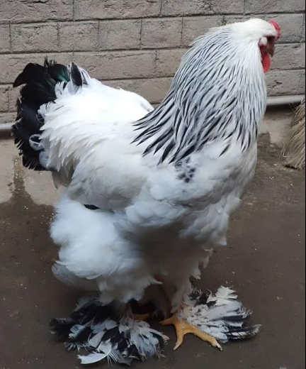 Brahma Chicks