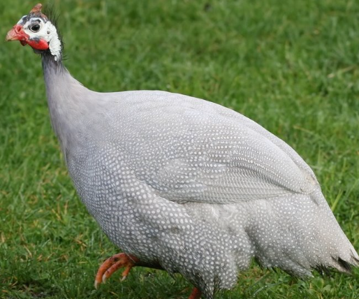 Guinea Fowl {titir} |Day old| |month old| |Adult|