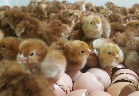Rhode Island Red {RIR} chicks