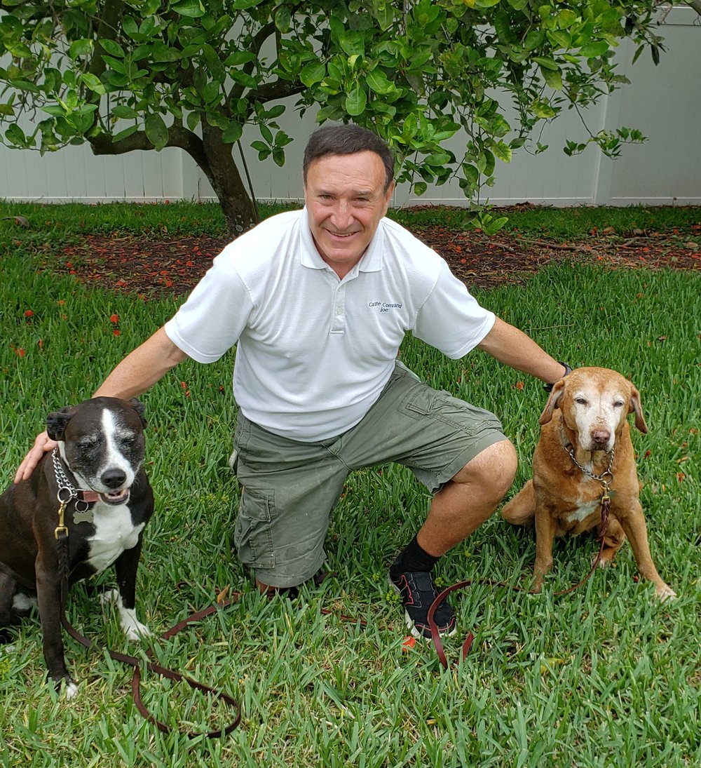 Joseph DeSimone - Dog Training