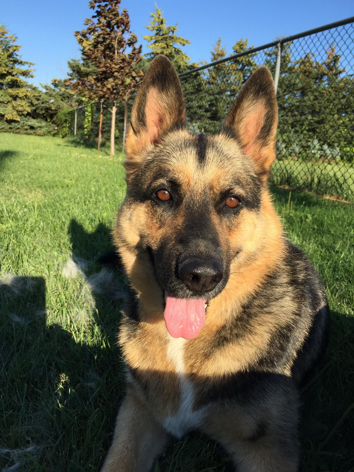 PORTRAIT (CAR,FACE,PET)
