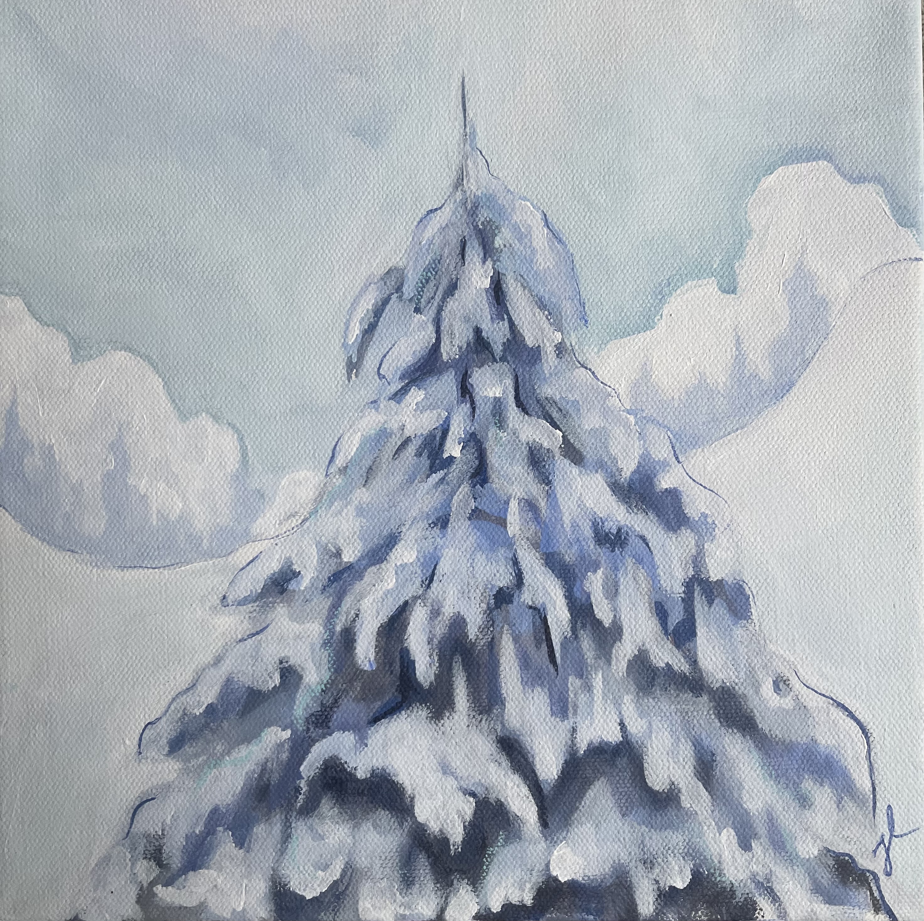 Some Evergreens Are Blue