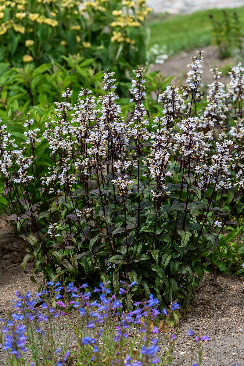 Penstemonas 'Husker Red'