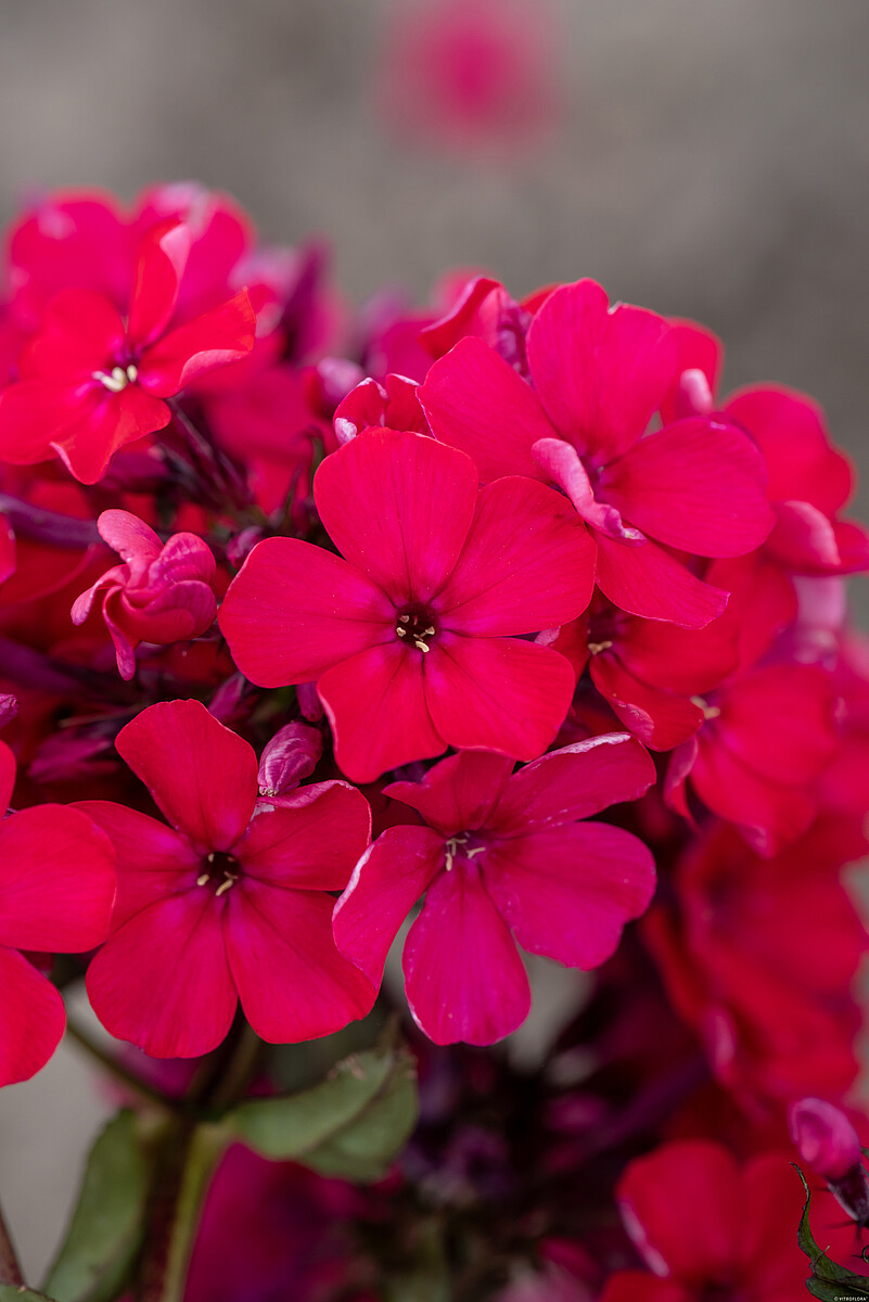Flioksas šluotelinis 'Starfire'