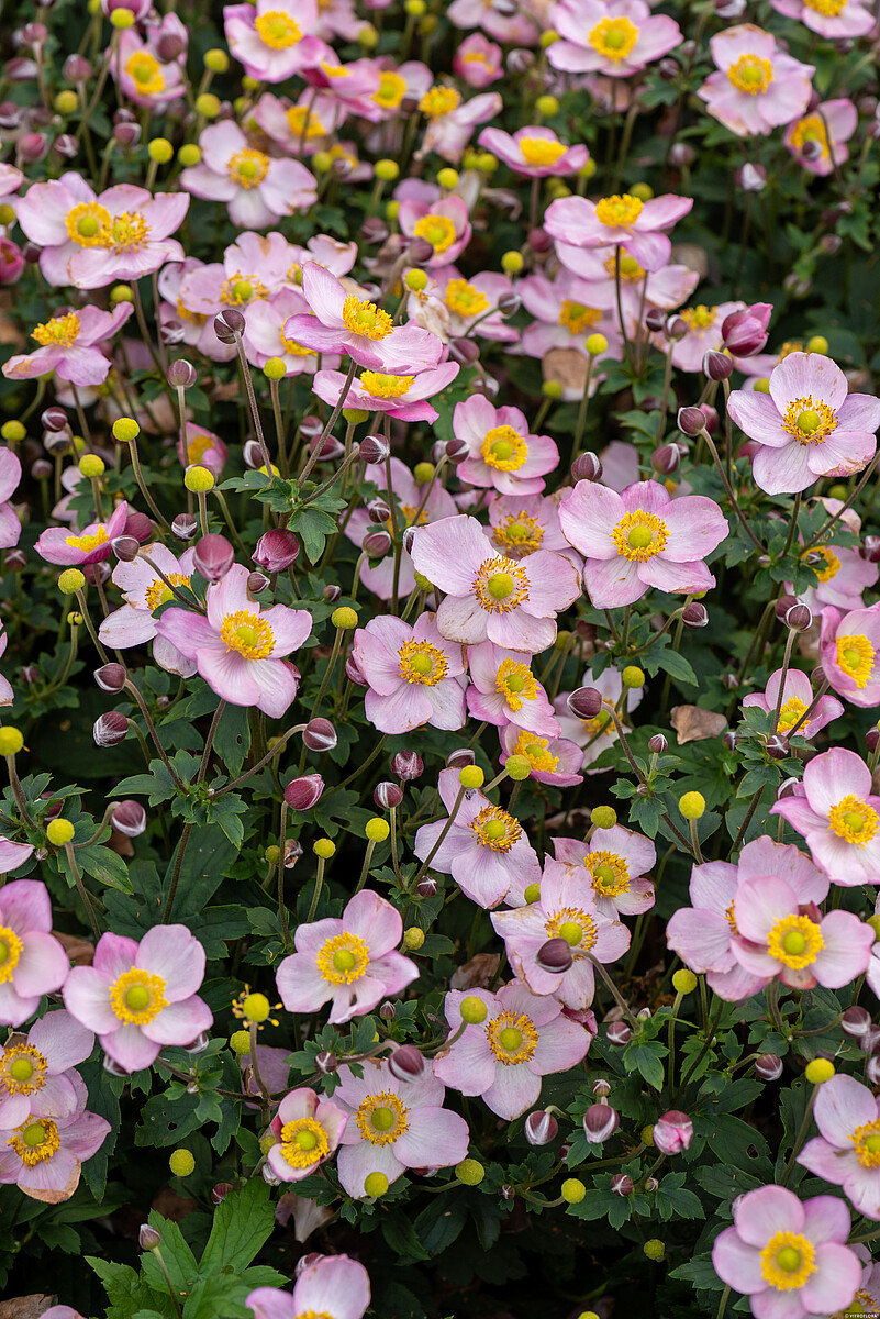 Plukė 'Little Breeze Candy'